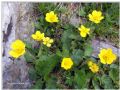 Geum montanum